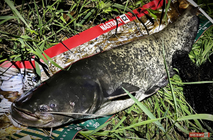 rapala-jointed-sumec-2-300x200-1.jpg