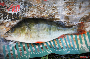 rapala-pop-okoun-2-300x200-1.jpg