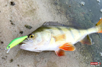 wobler-daiwa-okoun-1-150x100-1.jpg