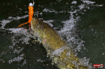 big_snake_stika_5-150x100-1.jpg