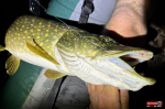 big_snake_stika_6-150x100-1.jpg