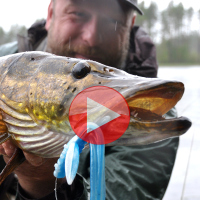 VIDEO: Štiky a nymfa REDBASS XXL bez zátěže